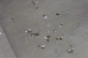 鳩　糞害